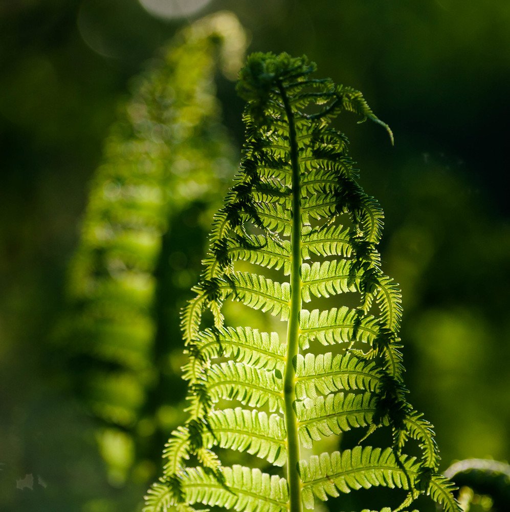 Photograph by Мария Щедрина