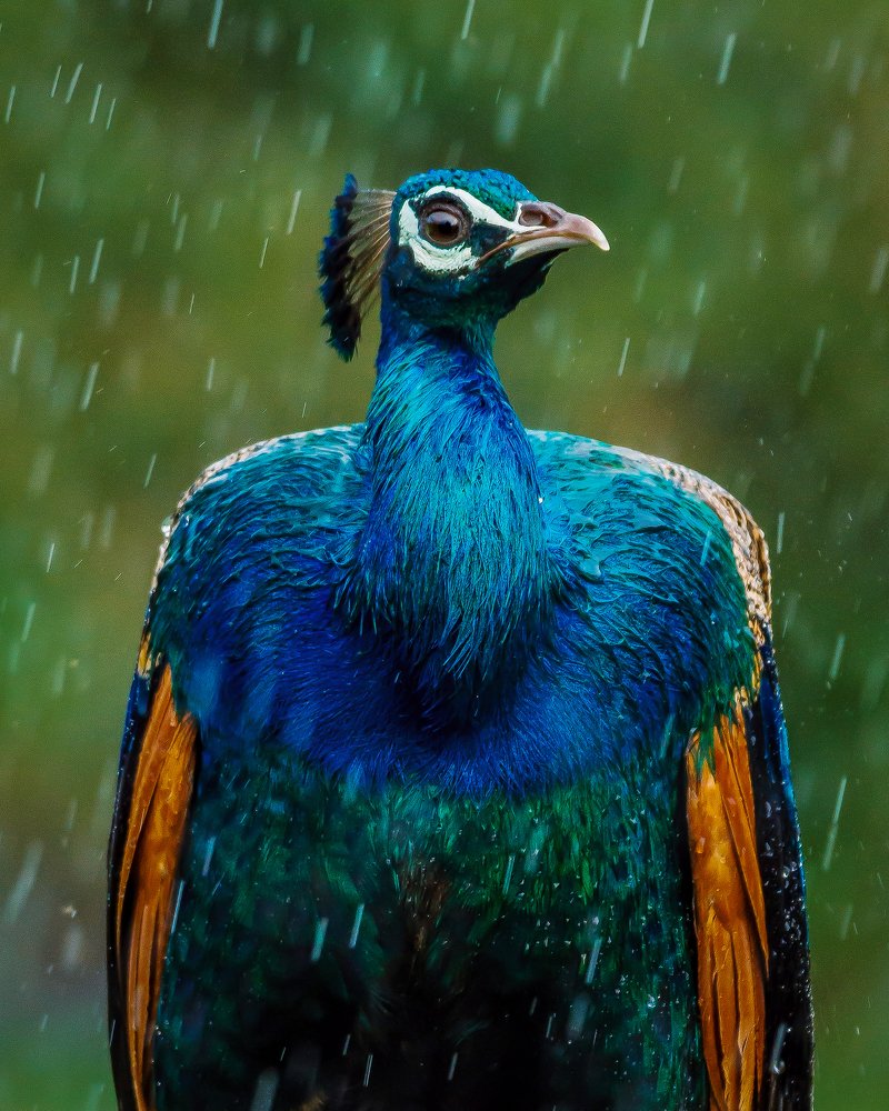 Photograph by Ravi Patel