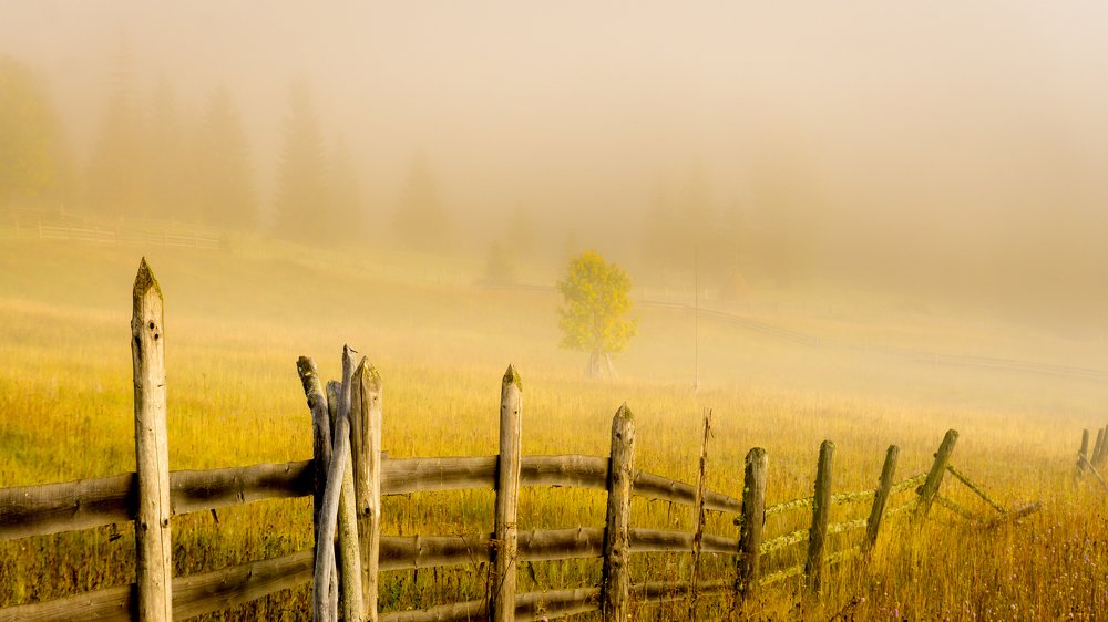 Фотография автора Cornelia Ghergut