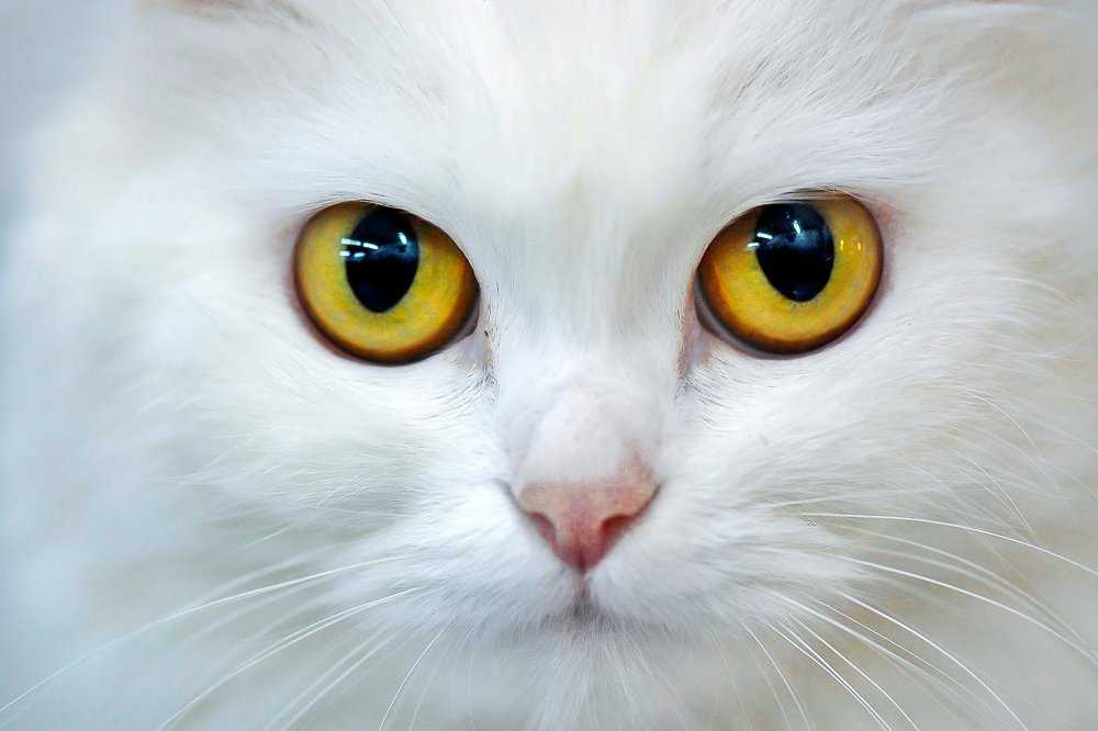 Please take me with you!!!