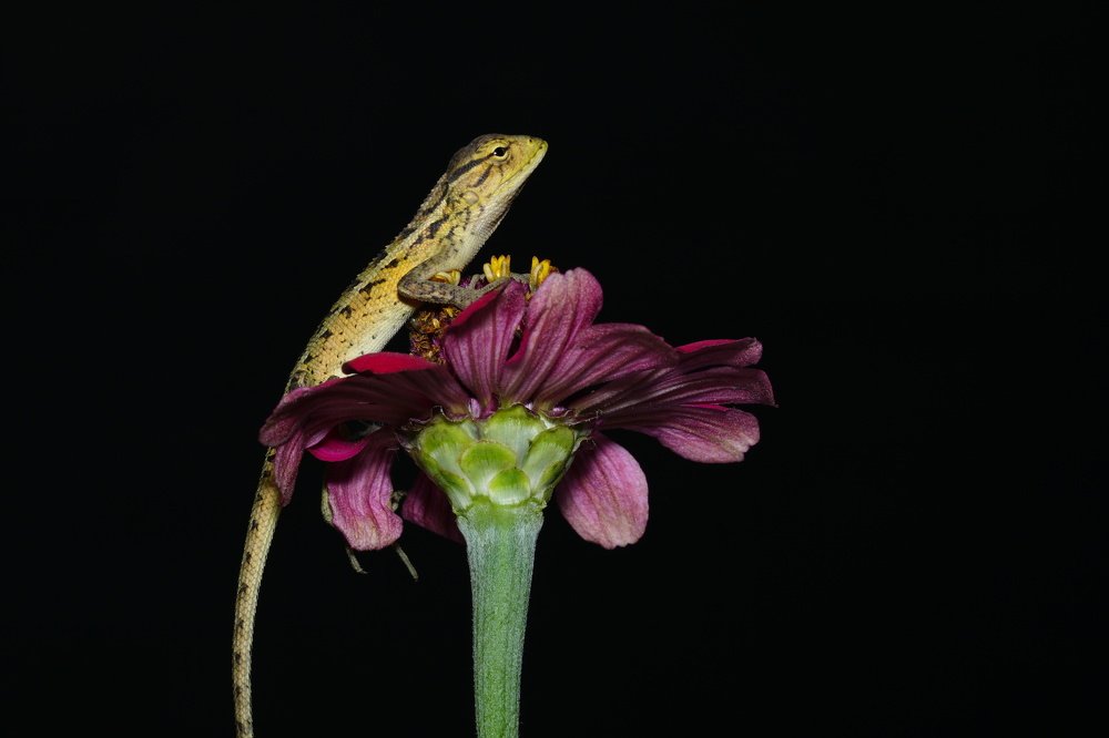 Photograph by Rinto Adhitama Wahjuni