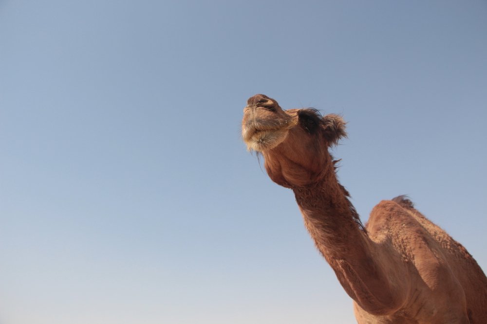 Photograph by Ghazal Abbasi