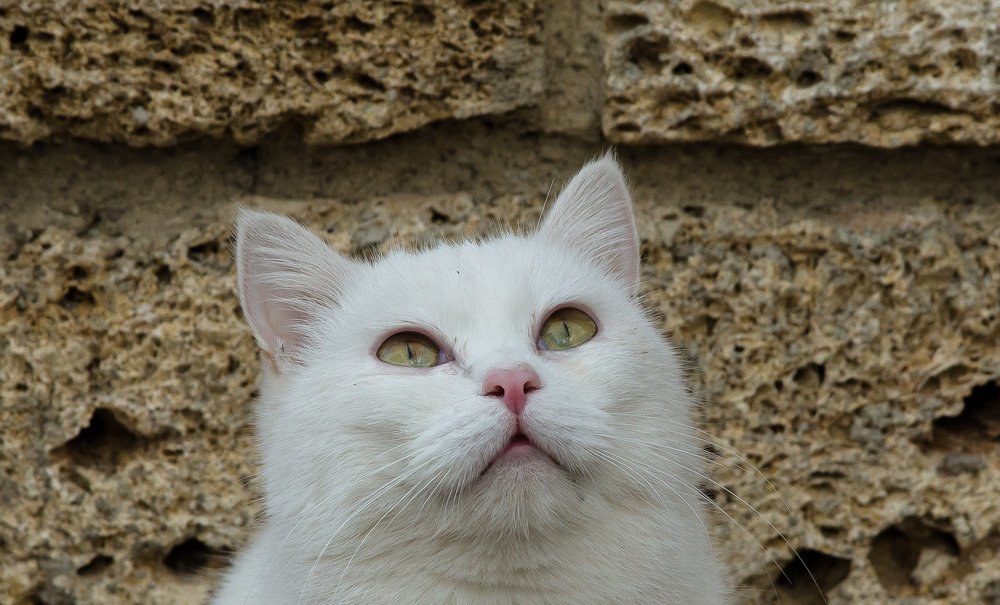 Птицы летят