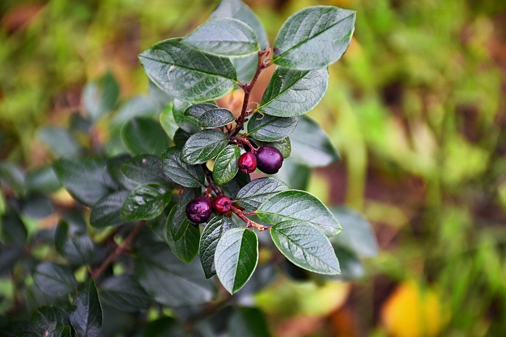 Зрелые ягоды в зелёной листве