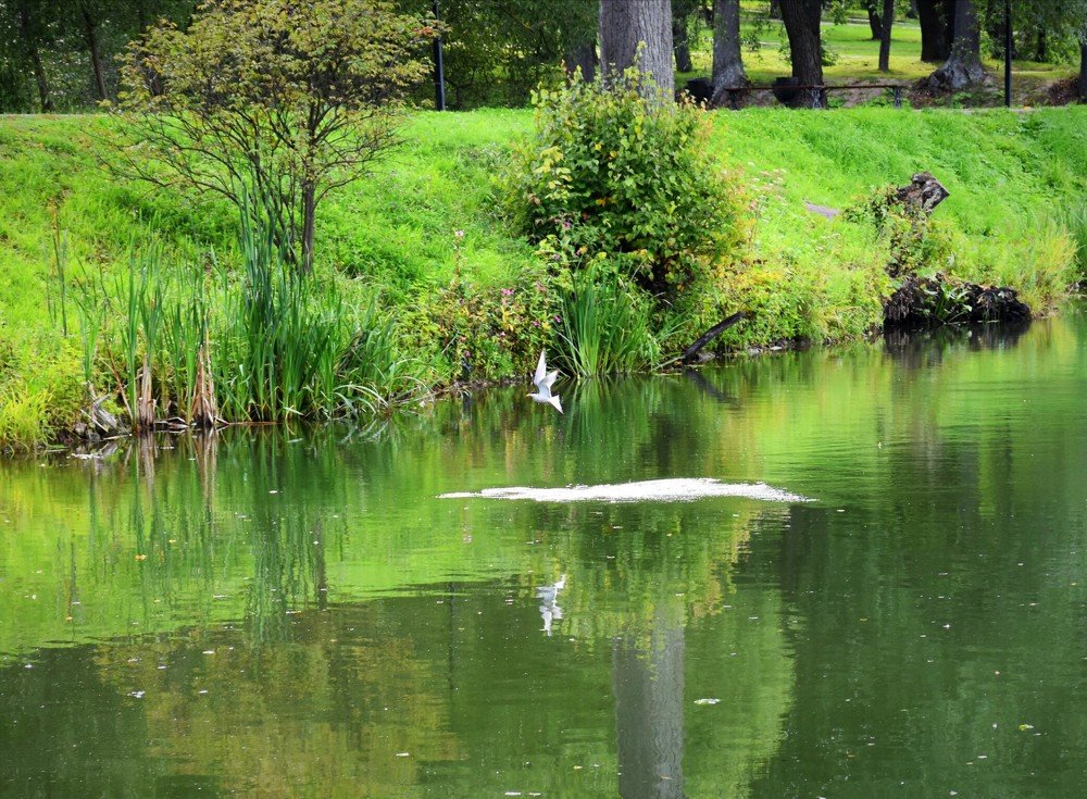 Чайка над прудом