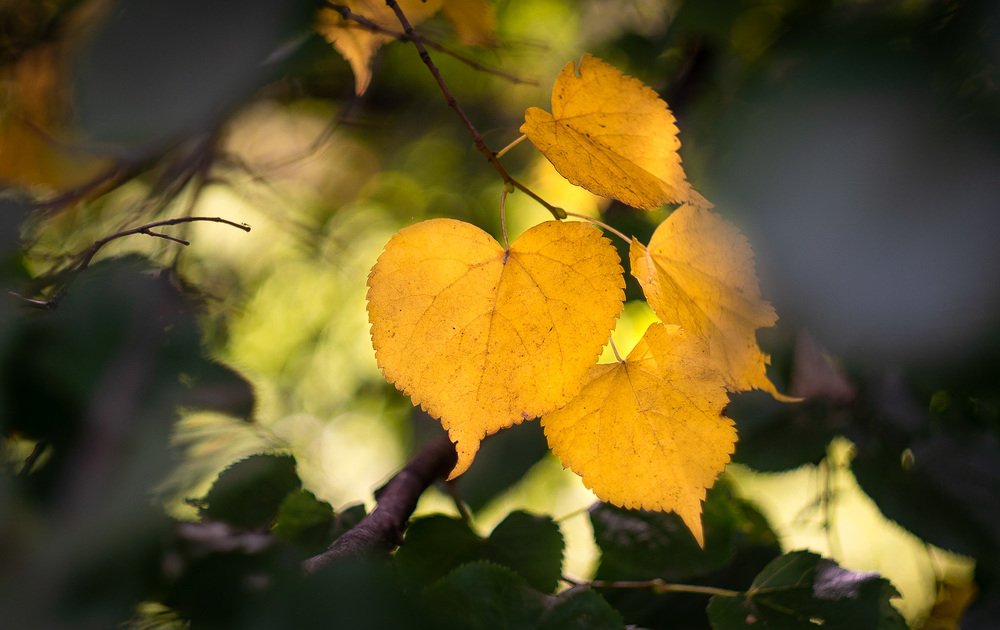 Природа любит осень