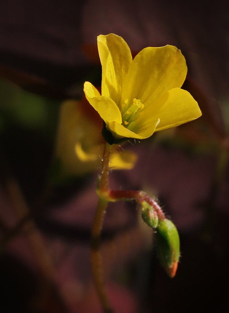 Photograph by Виталий Першин