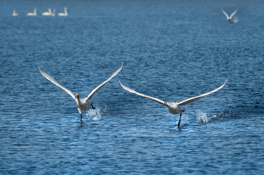 Фигурное катание!