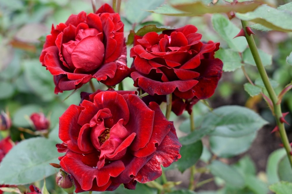 Photograph by Светлана Титова