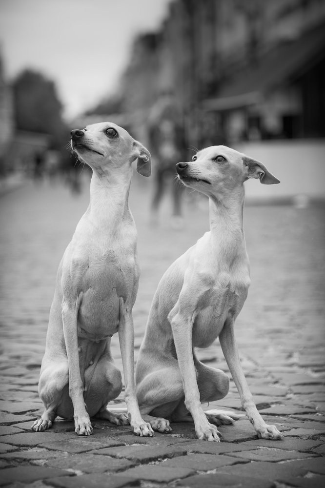 Photograph by Ирина Глазурь