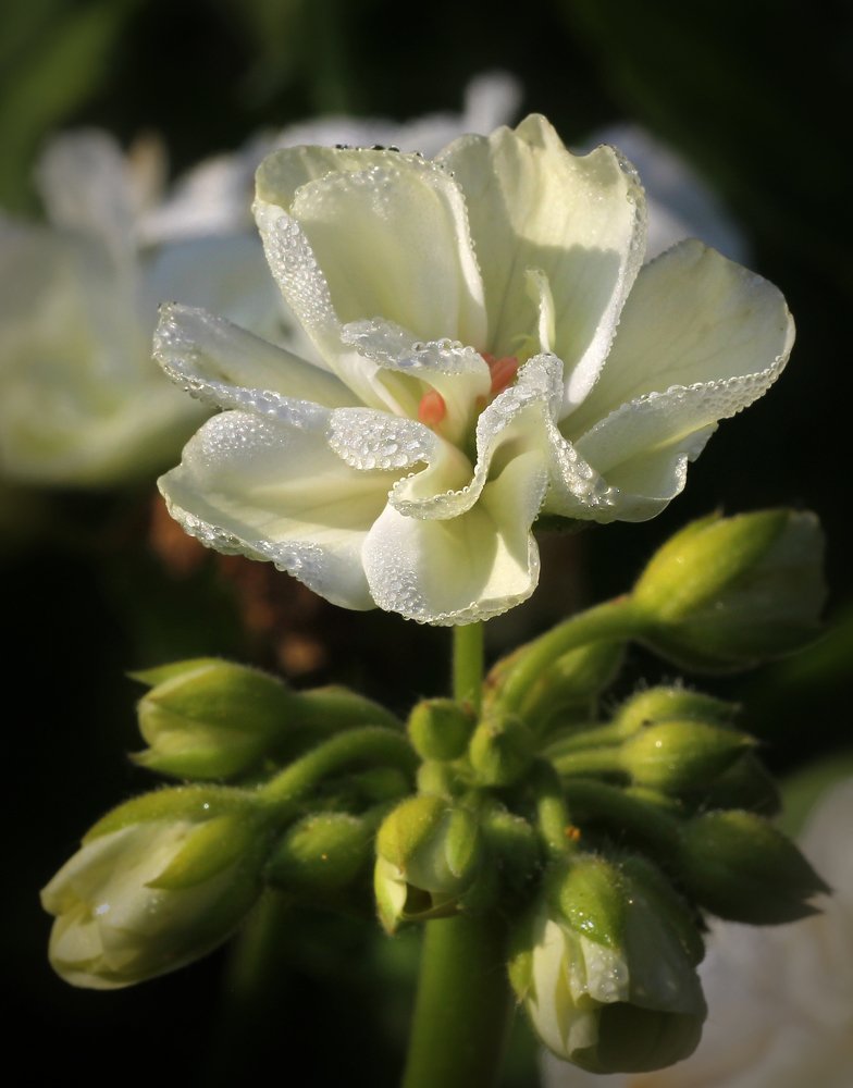 Photograph by Виталий Першин