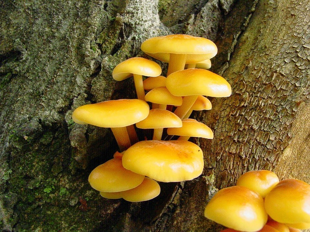Golden mushrooms