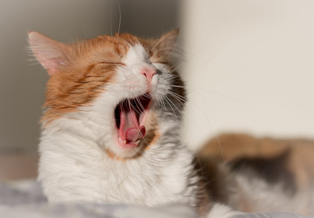 Photograph by Asia Amber