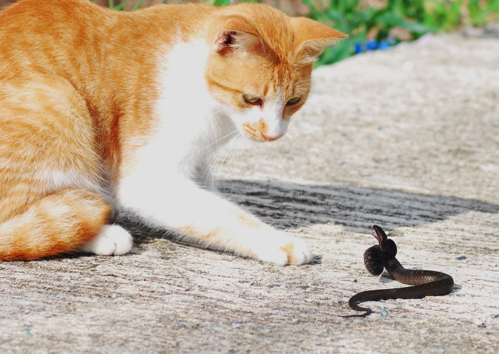 when kittens play with snakes