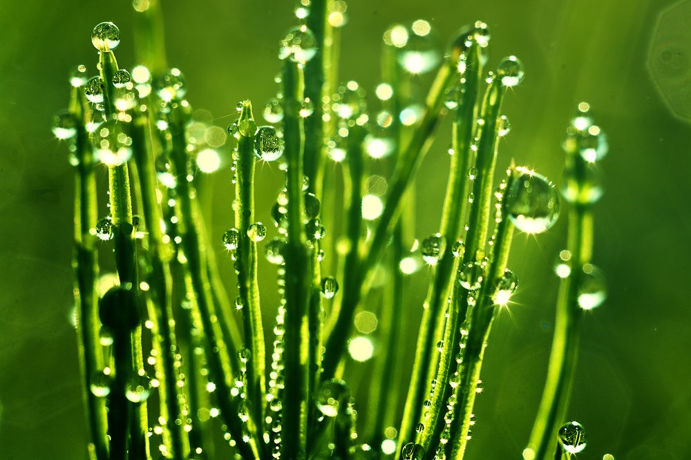 Бриллианты утра