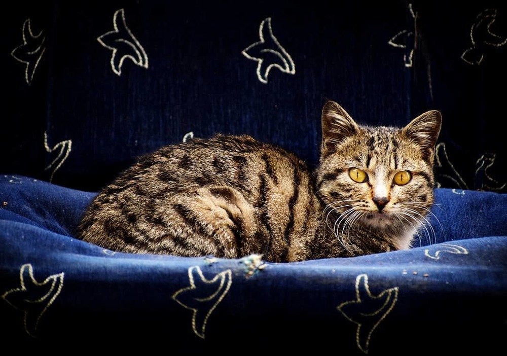 Photograph by Mohammad Damshekan