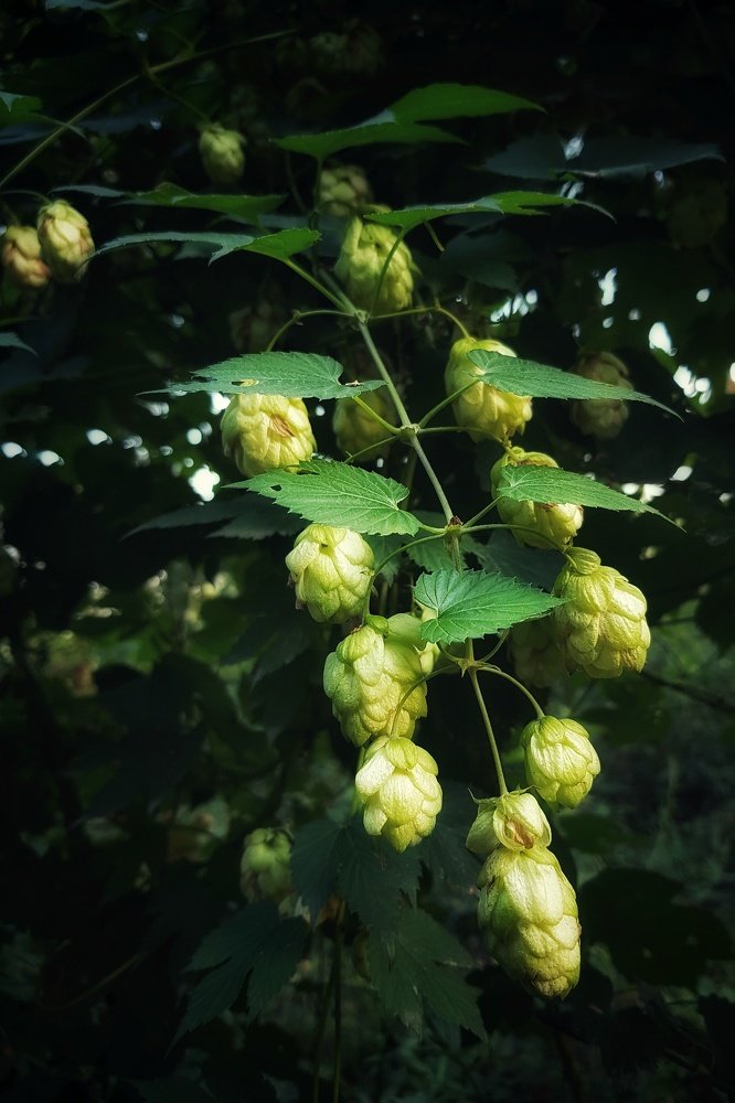 Photograph by Marcin Sokolowski - maarew