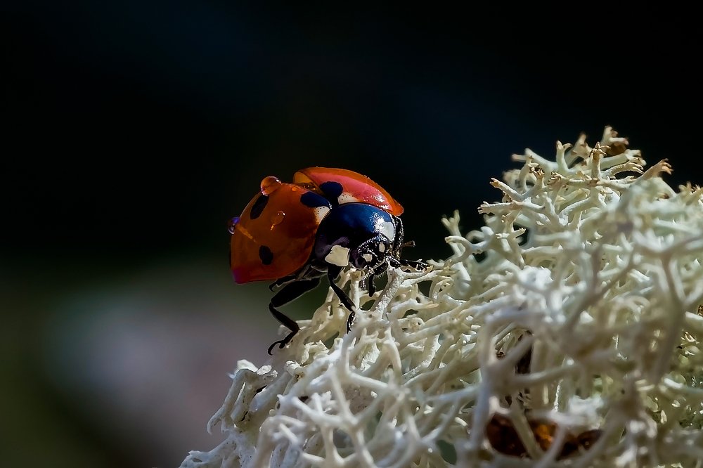 Photograph by Алексей Козлов