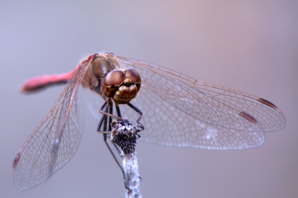 Photograph by Алексей Козлов