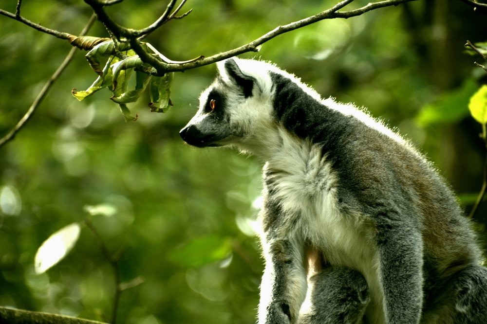 Lemur on a branch