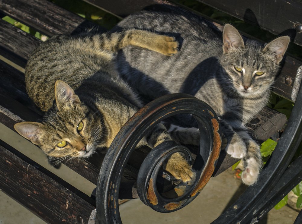 Тепло в лучах заходящего солнца