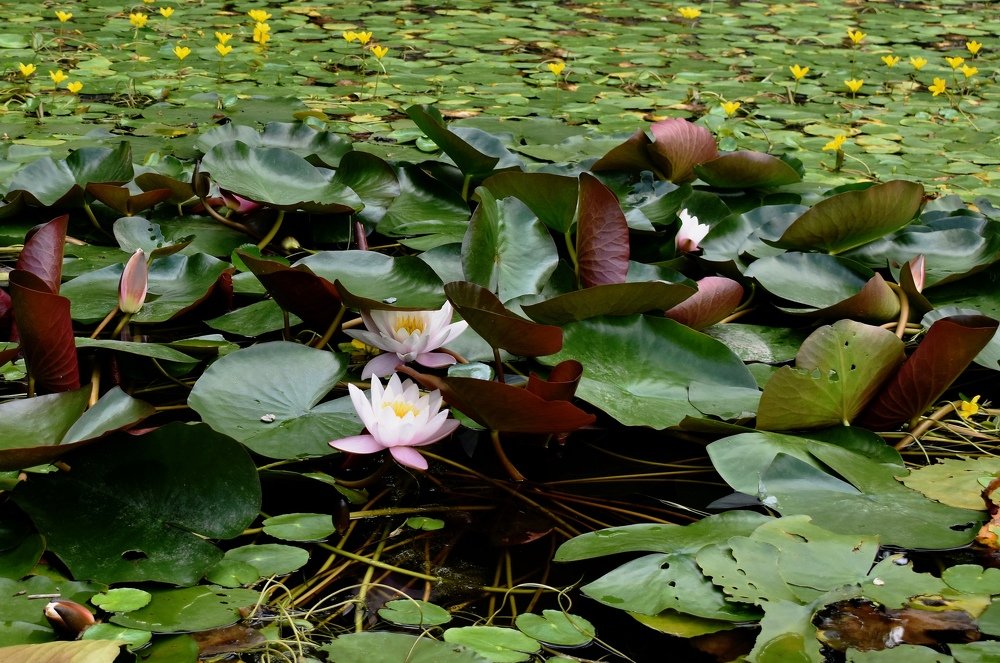 Photograph by Светлана Титова