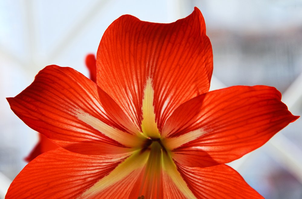 Красный цветок