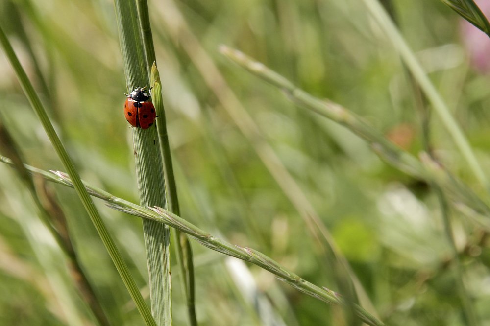 Photograph by Наталья Ростовская