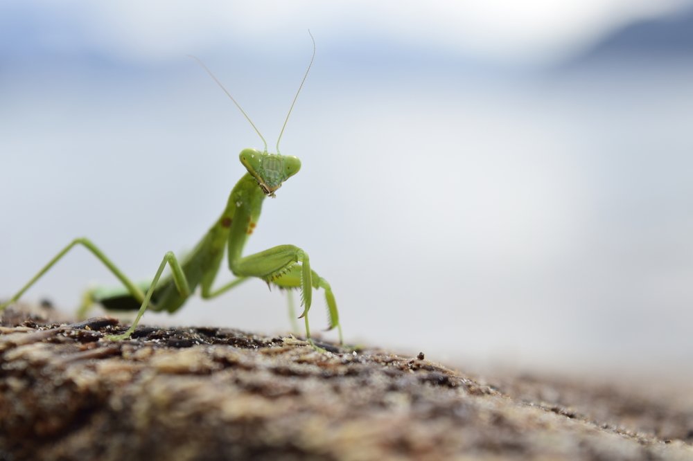 Photograph by Rudi Yuniriyanto