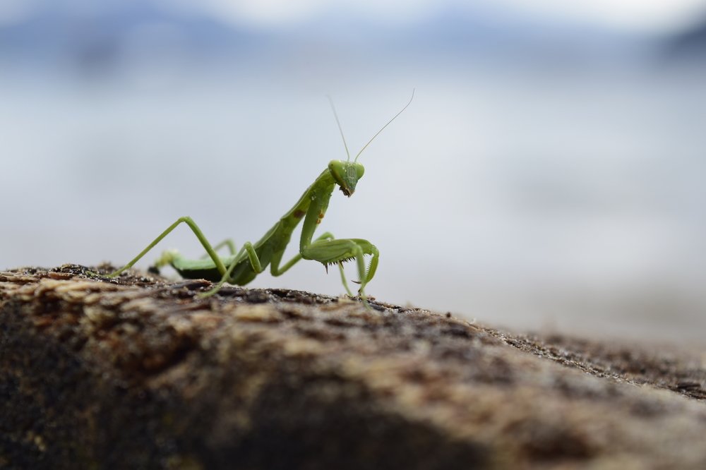 Photograph by Rudi Yuniriyanto