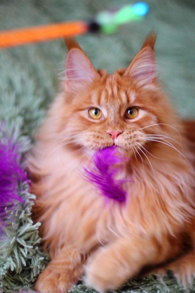 Photograph by Любовь Сорокина