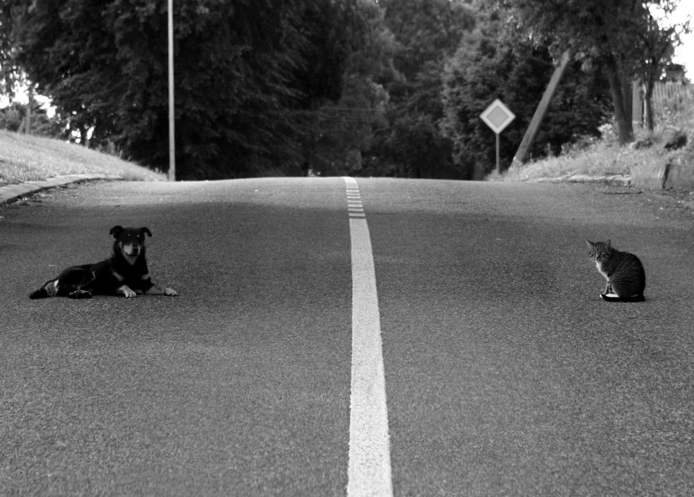 Photograph by Ramunas Danisevicius