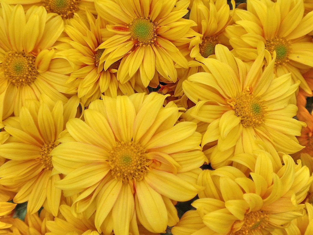 Жёлтые хризантемы
