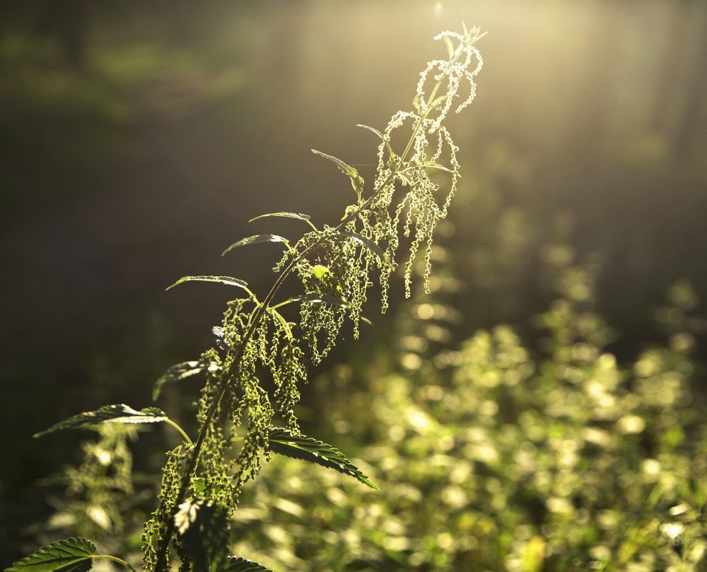 Крапива цветет