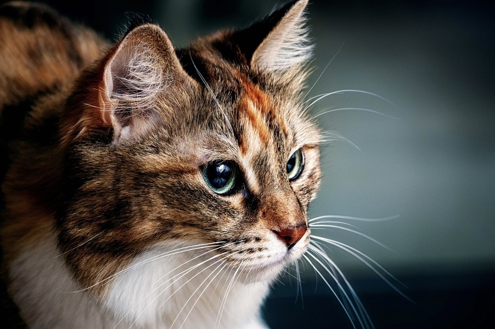 Photograph by Freddy Makdisi