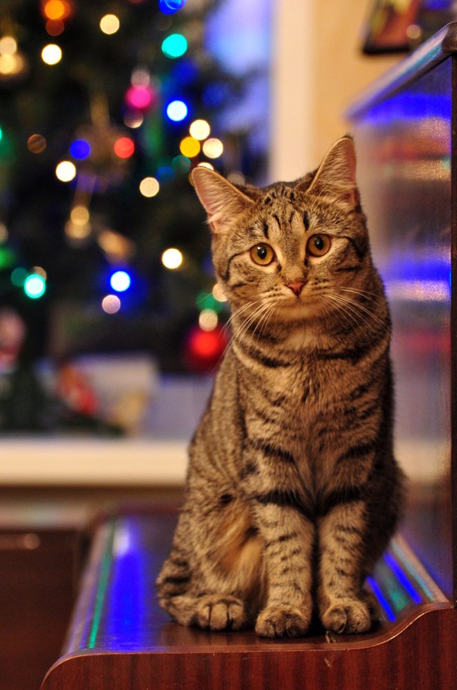 Новый год приходит и к кошкам