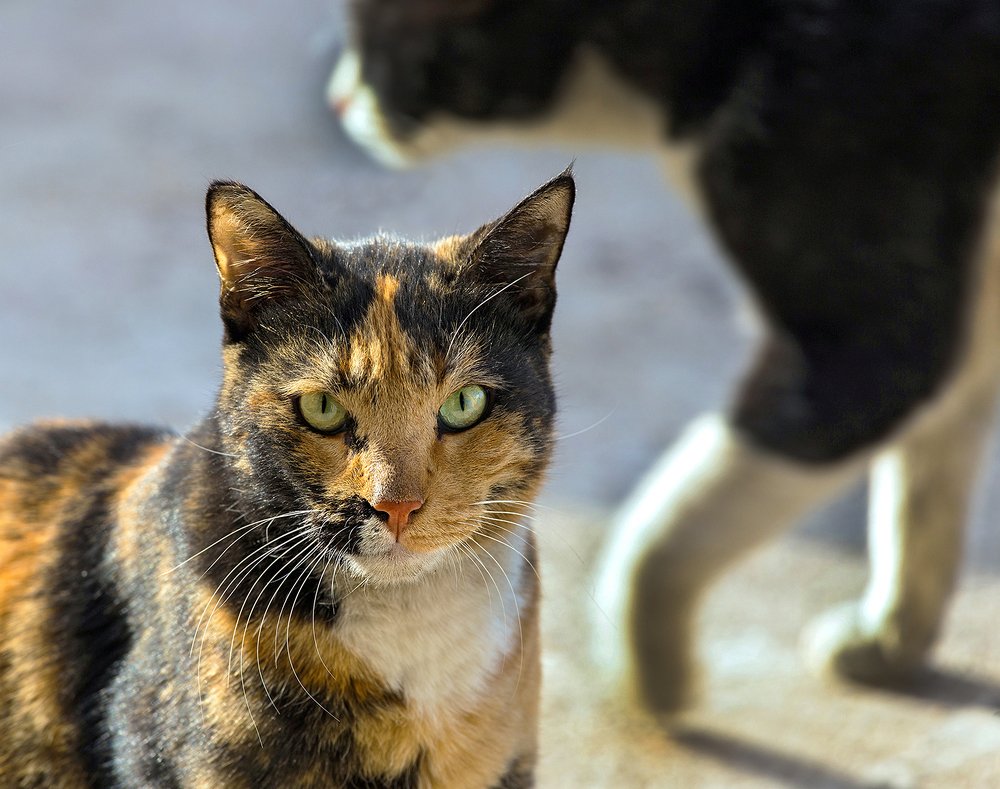 Photograph by Леонид Добродий