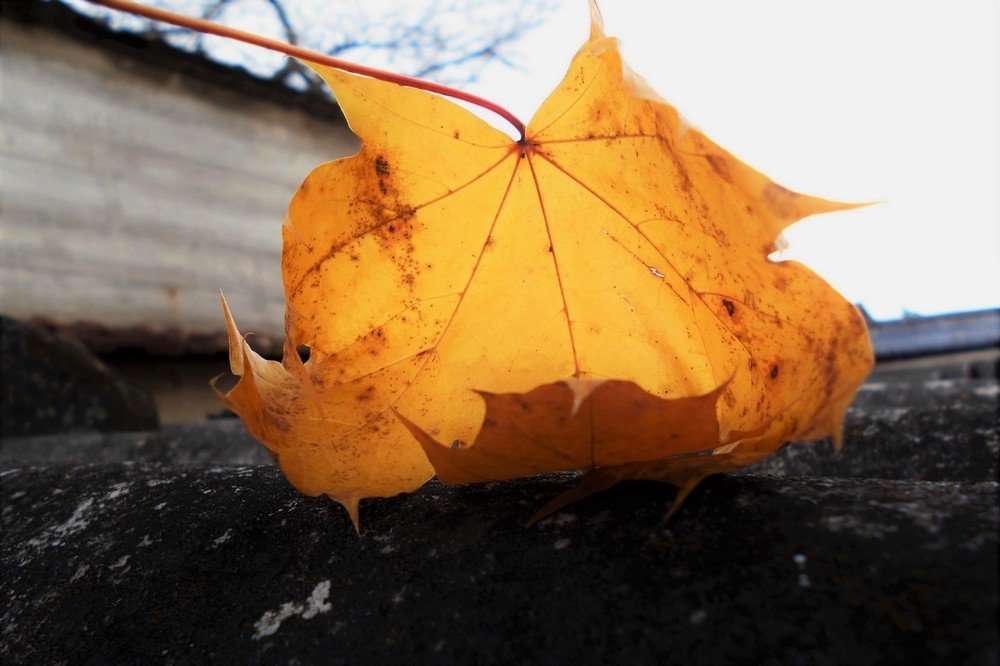 Leaf-Pumpkin