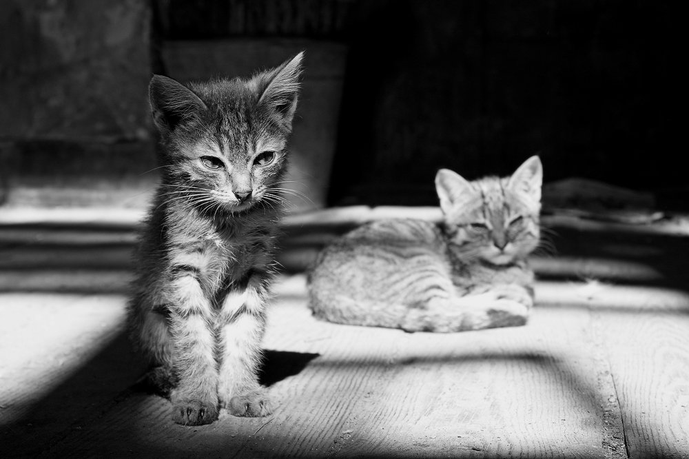 Photograph by Валерий Старков