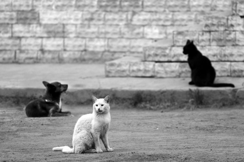 Photograph by Валерий Старков