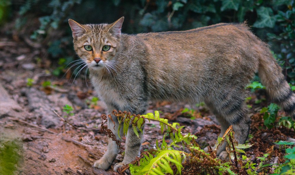 Европейский кот. Парк животных. Дессау-Росслау. Германия.