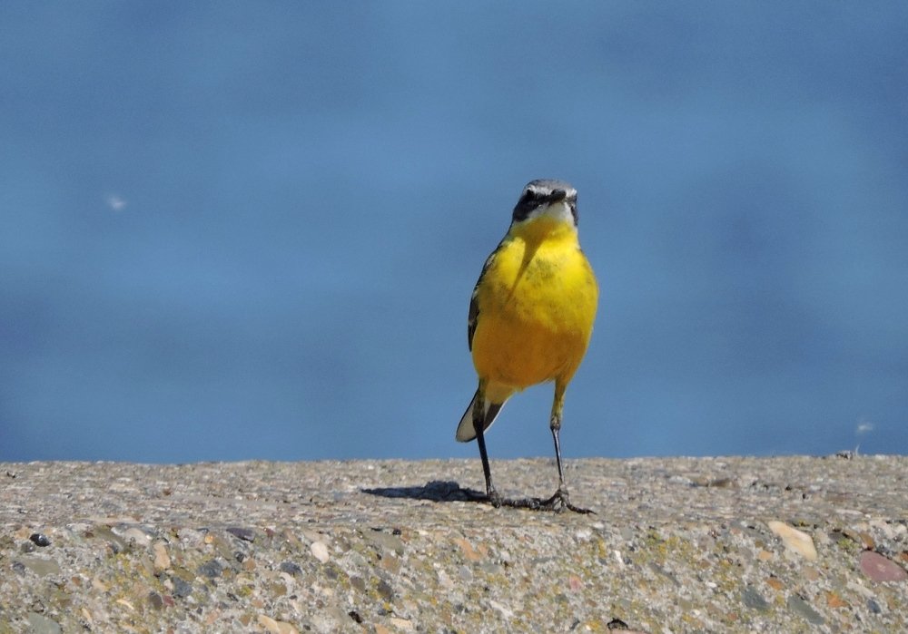 Желтая трясогузка