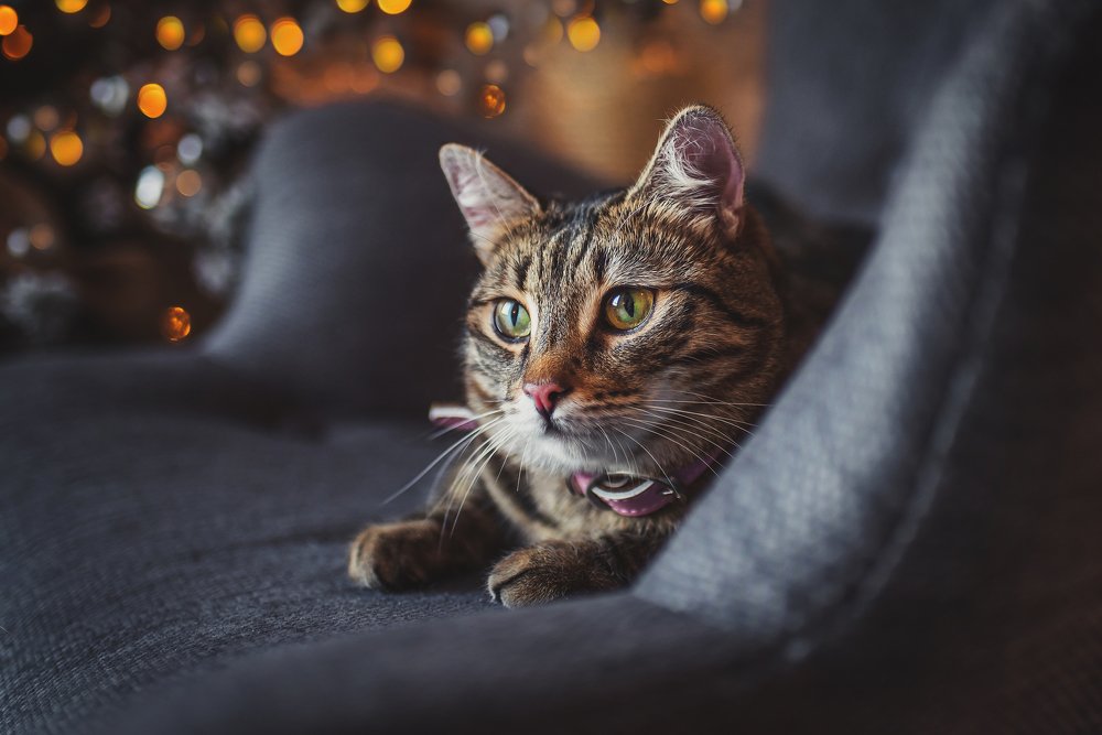 Фотография автора PO IRINA