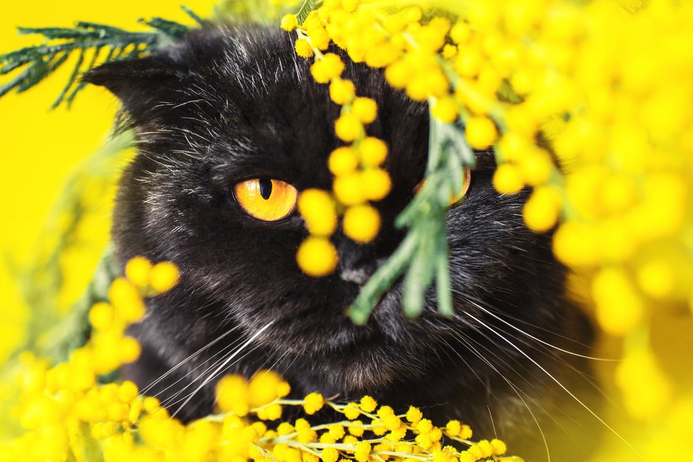 Фотография автора PO IRINA