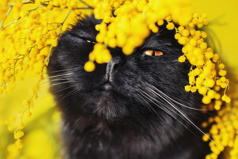 Фотография автора PO IRINA