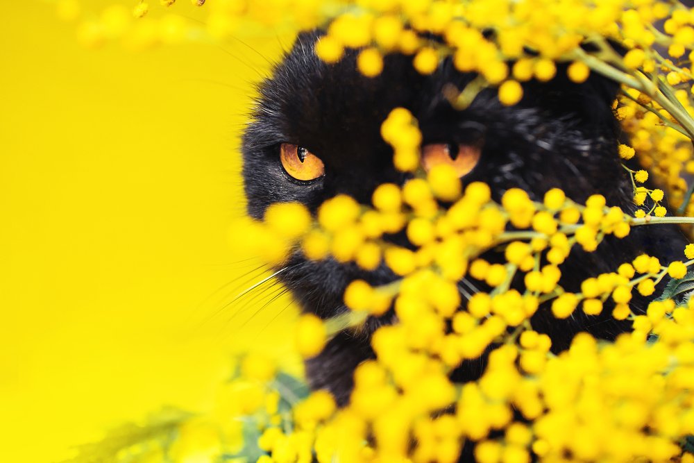 Фотография автора PO IRINA