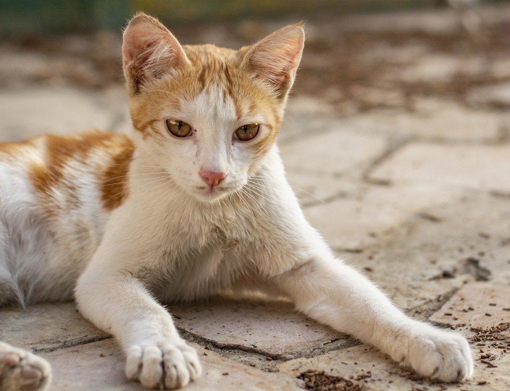 Photograph by Javad Allahyari