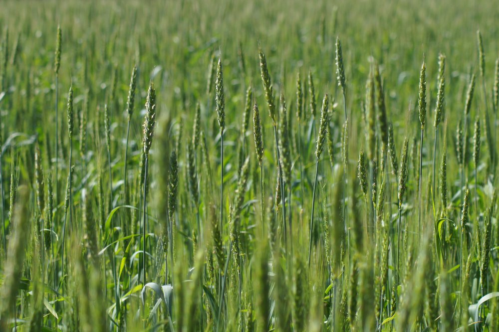 Пшеница зеленеет