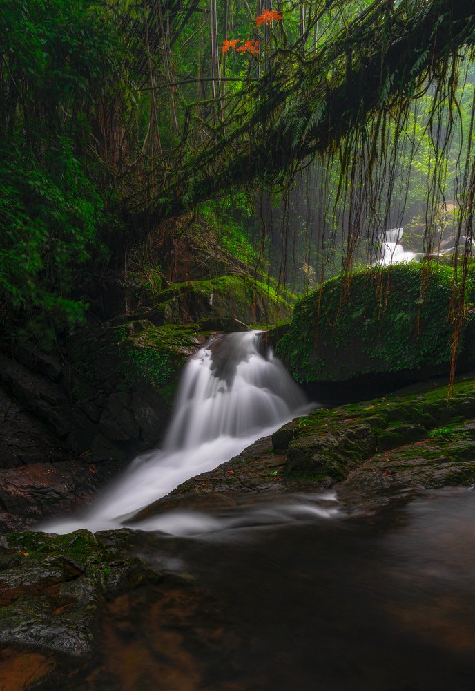 Living Root Bridge at Kudengrim, Jaintia Hills, Meghalaya