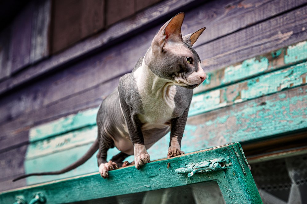 Фотография автора Дмитрий Герц